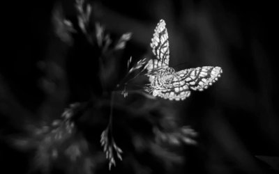 Ticket - Photoshop 2026 – 17.12.2025